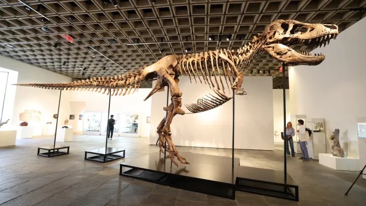 50 milyon dollara satıldı – hərrac tarixinin ən bahalı dinozavr skeleti oldu