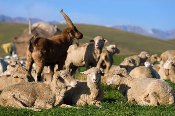Qoyun-keçi təsərrüfatlarına hər heyvana görə 4 manat pul ödəniləcək